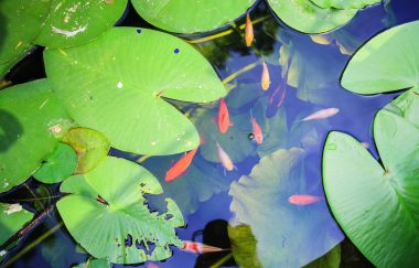 Japanese Koi Carps Ornamental Fish in the Pond at Garden